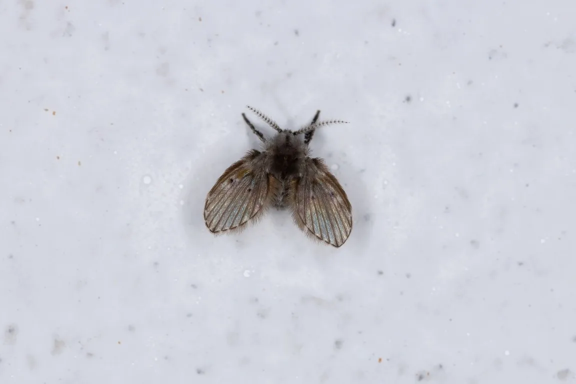 Drain Flies: What They Are & How to Get Rid of Them